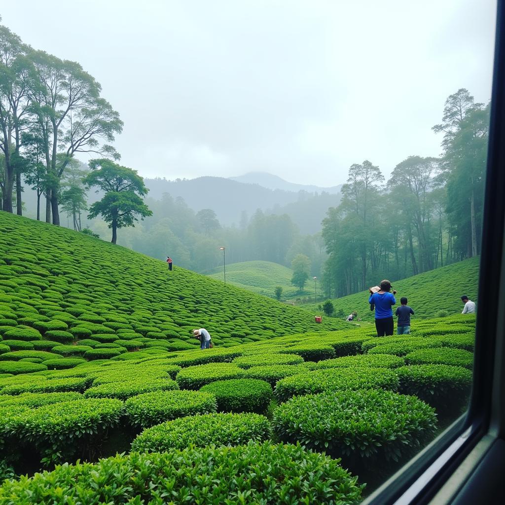 Darjeeling Tea Gardens View