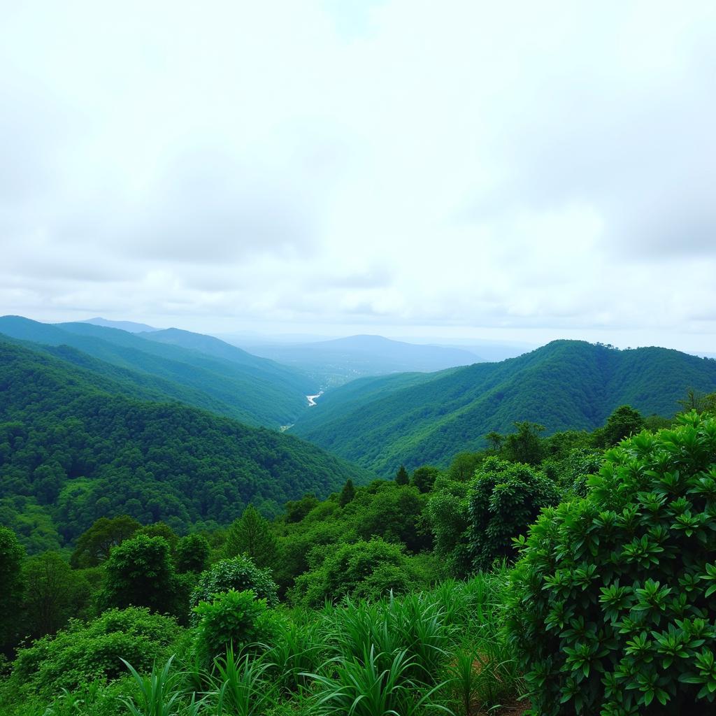 Wayanad Scenic View upon Arrival